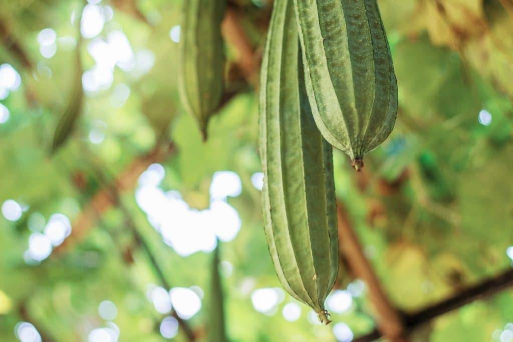 Sponge Ridge Gourd