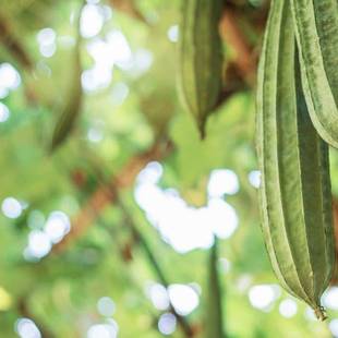 Sponge Ridge Gourd