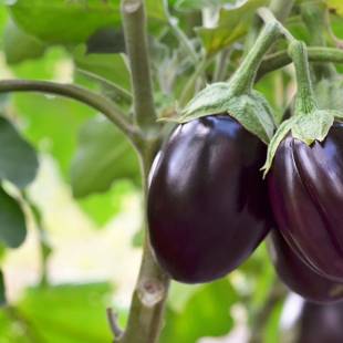 Brinjal