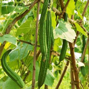 Ridge Gourd