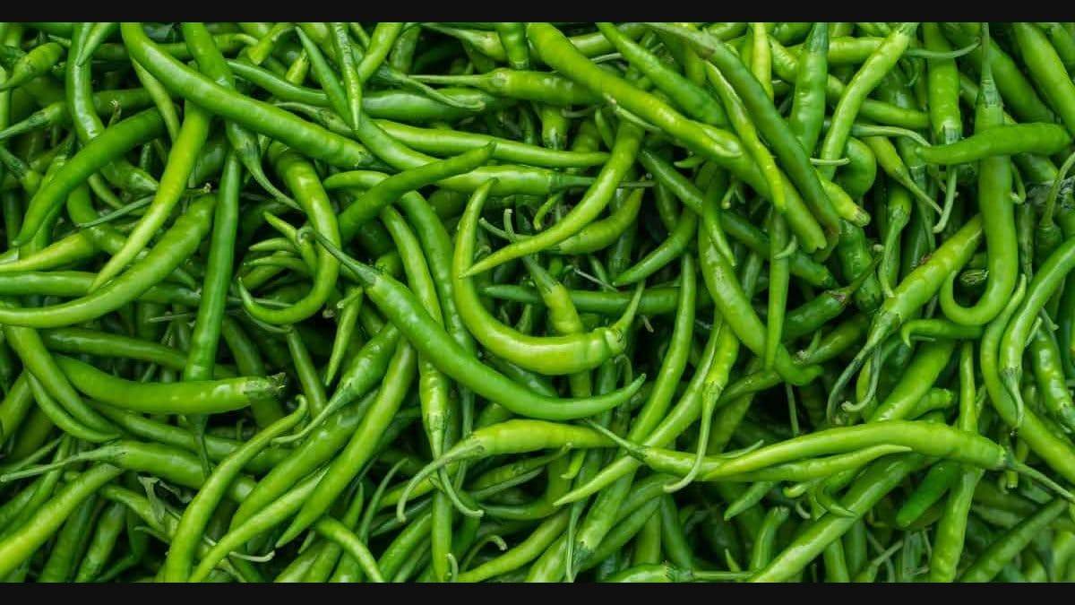 Long Green Chillies