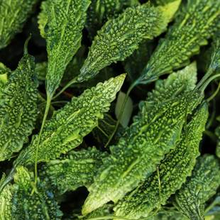 Karela
