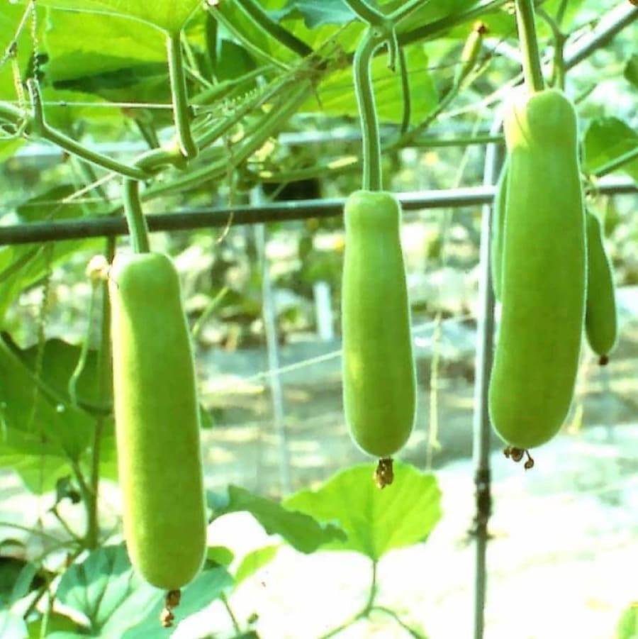 Bottle Gourd