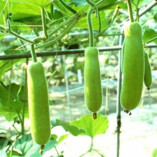 Bottle Gourd