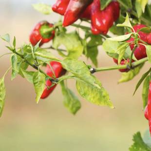 Hybrid Hot Peper
