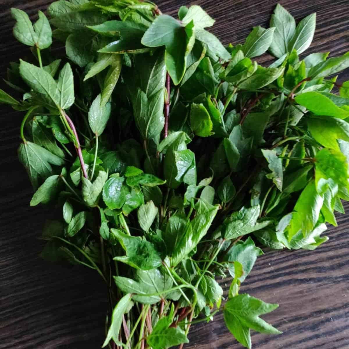 Gongura
