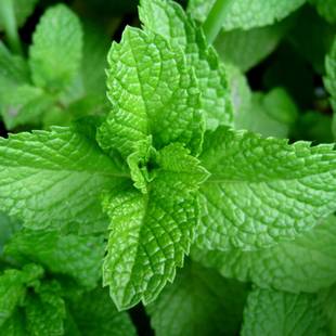 Mint