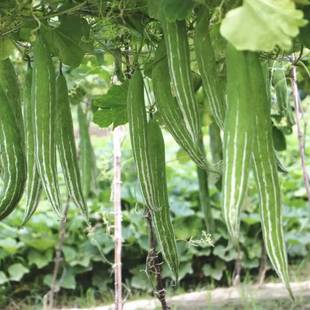 Snake Gourd