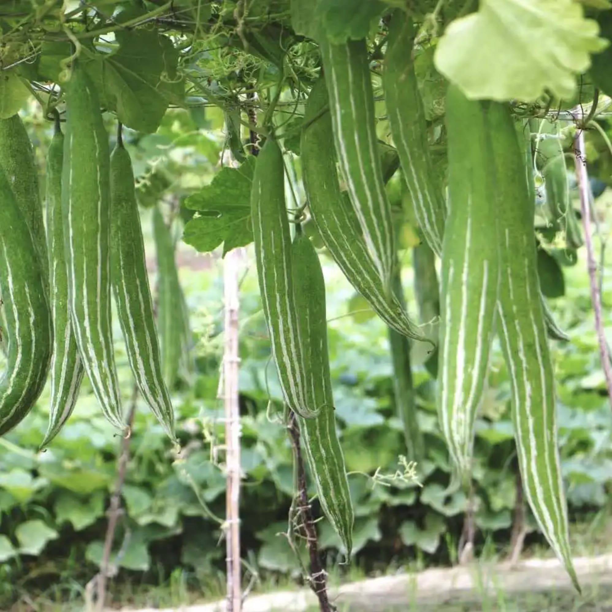 Snake Gourd